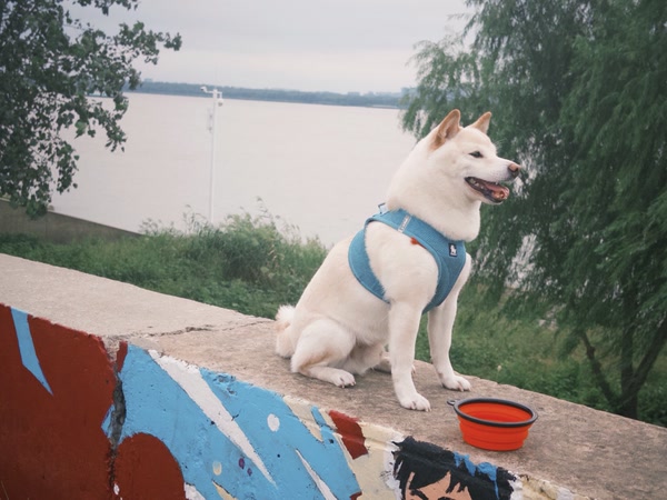 A quiet dog beside the water