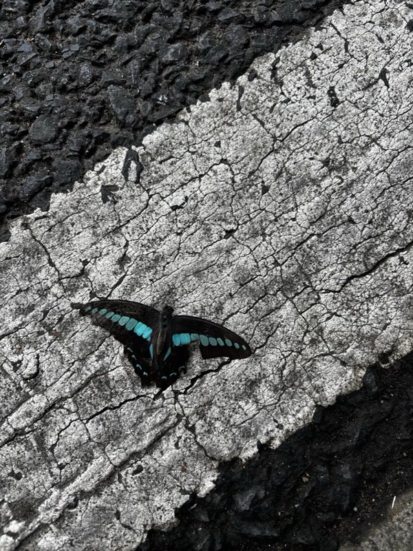 A blue butterfly resting on stone