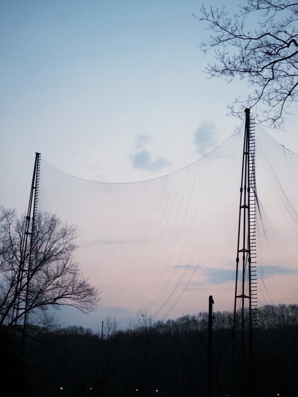 Trees and towers waiting for night